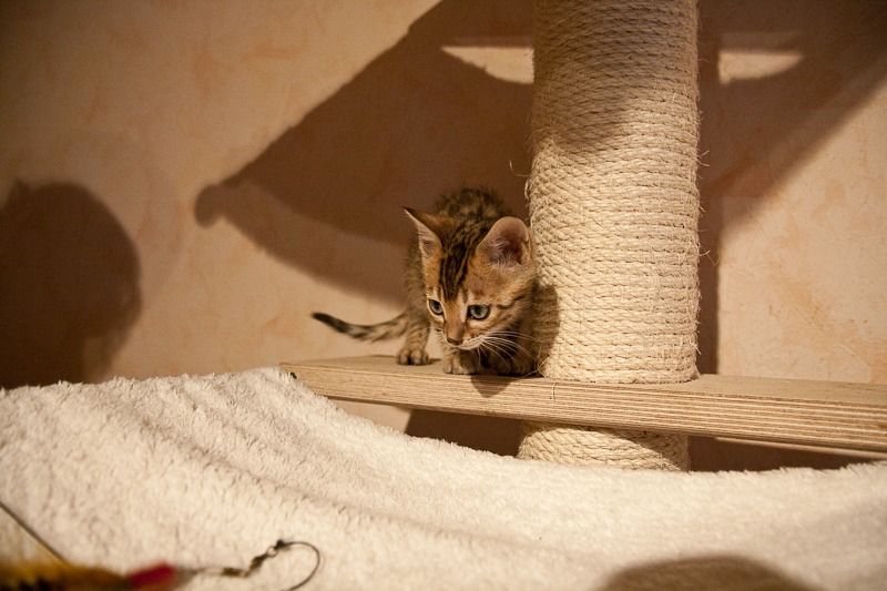 6867t hero vdloreley