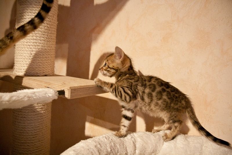 6889t hero vdloreley