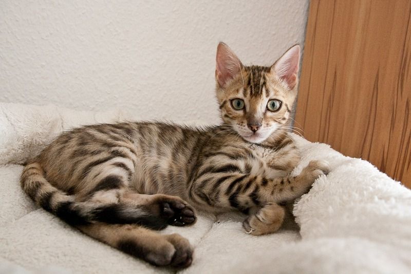 7029 hero von der loreley