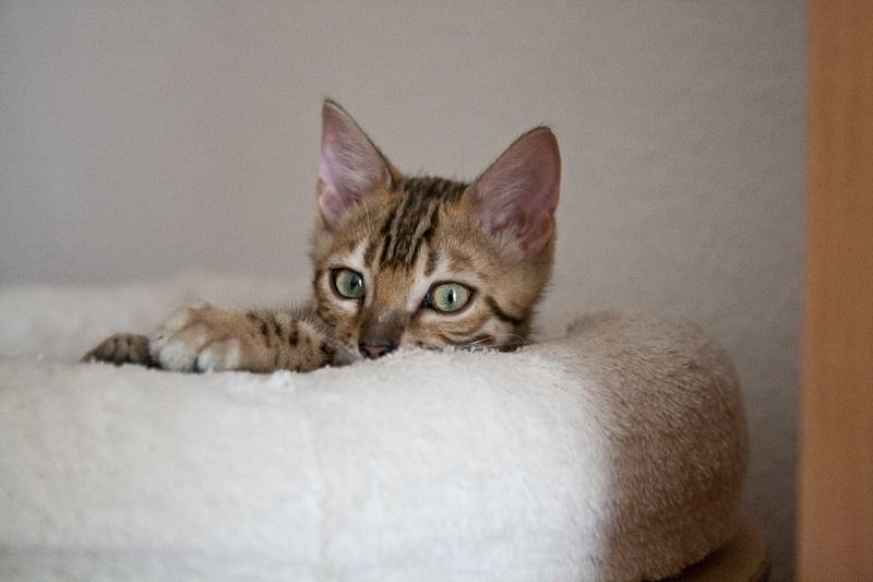 7048 hero von der loreley