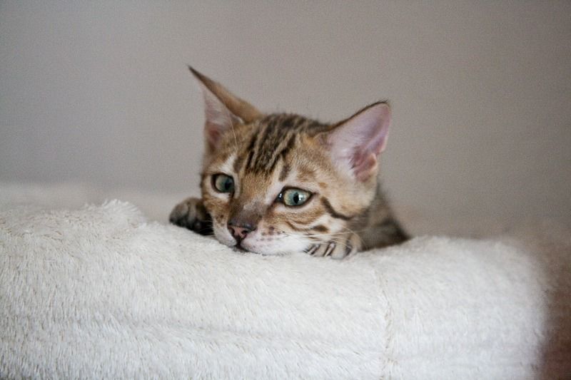 7052 hero von der loreley