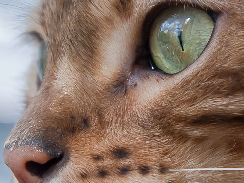 8063 bastet v brockenmoor