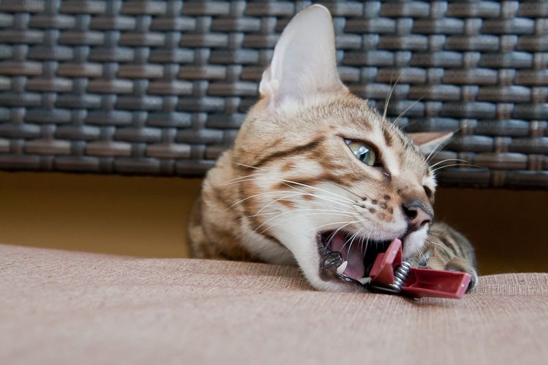 8100 hero vd loreley