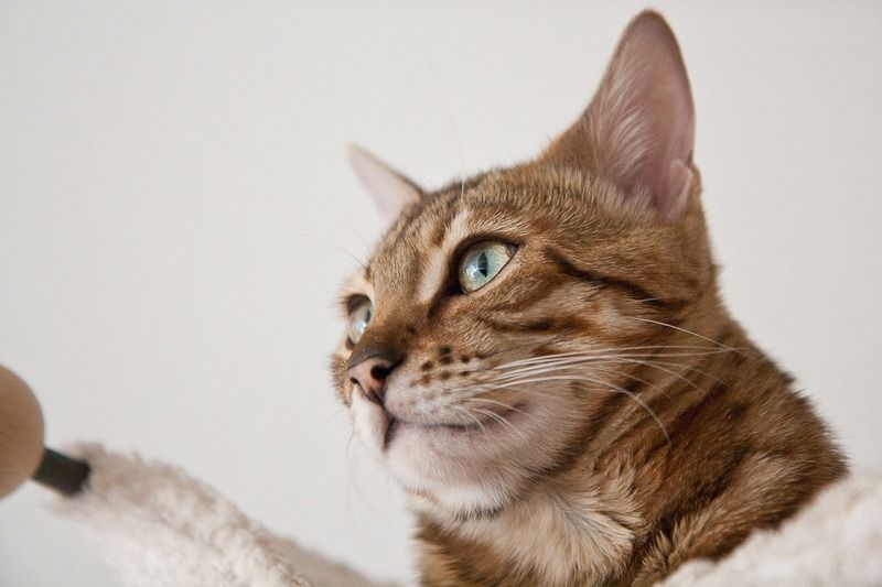 8402 hero von der loreley